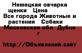 Немецкая овчарка щенки › Цена ­ 20 000 - Все города Животные и растения » Собаки   . Московская обл.,Дубна г.